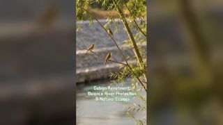 蛇籠プロジェクトが完了した後はどうなりますか?